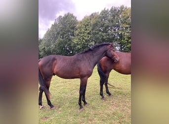 Holsteiner, Hongre, 3 Ans, Bai