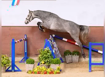 Holsteiner, Hongre, 3 Ans, Gris