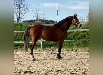 Holsteiner, Hongre, 4 Ans, 160 cm, Bai