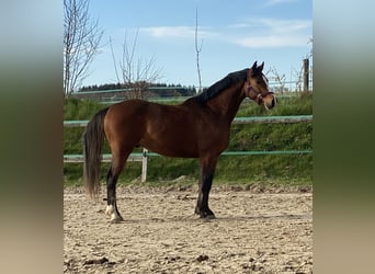 Holsteiner, Hongre, 4 Ans, 160 cm, Bai