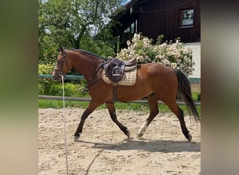 Holsteiner, Hongre, 4 Ans, 160 cm, Bai