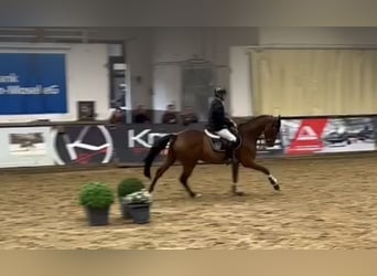 Holsteiner, Hongre, 4 Ans, 162 cm, Bai