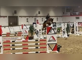 Holsteiner, Hongre, 4 Ans, 162 cm, Bai