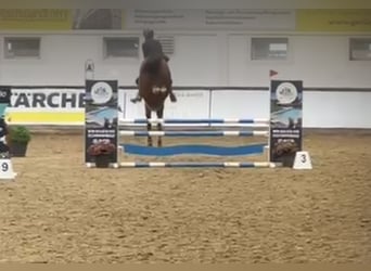 Holsteiner, Hongre, 4 Ans, 162 cm, Bai