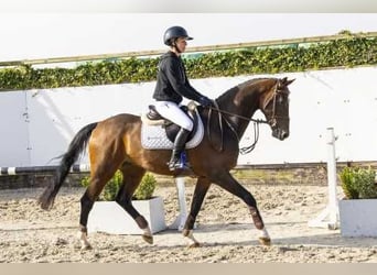 Holsteiner, Hongre, 4 Ans, 162 cm, Bai