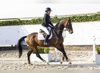 Holsteiner, Hongre, 4 Ans, 162 cm, Bai