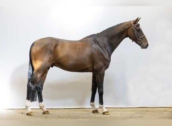 Holsteiner, Hongre, 4 Ans, 162 cm, Bai