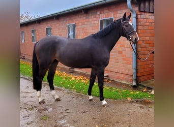 Holsteiner, Hongre, 4 Ans, 163 cm, Bai brun