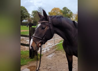 Holsteiner, Hongre, 4 Ans, 163 cm, Bai brun