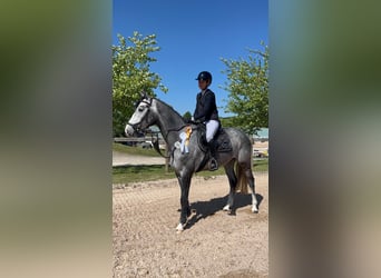 Holsteiner, Hongre, 4 Ans, 163 cm, Gris