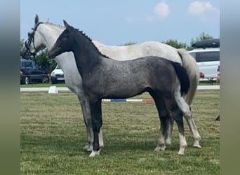 Holsteiner, Hongre, 4 Ans, 163 cm, Gris