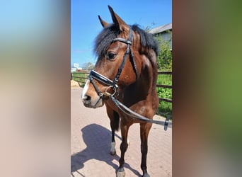 Holsteiner, Hongre, 4 Ans, 164 cm, Bai