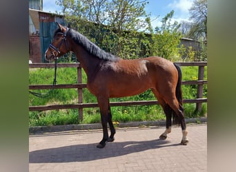 Holsteiner, Hongre, 4 Ans, 164 cm, Bai
