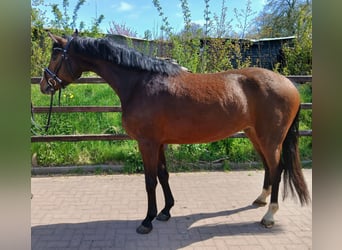 Holsteiner, Hongre, 4 Ans, 164 cm, Bai