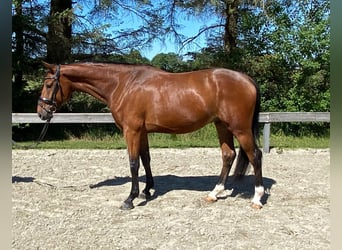 Holsteiner, Hongre, 4 Ans, 164 cm, Bai