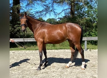 Holsteiner, Hongre, 4 Ans, 164 cm, Bai