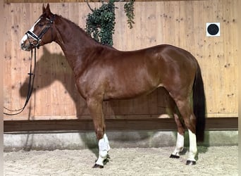 Holsteiner Croisé, Hongre, 4 Ans, 165 cm, Alezan