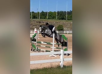 Holsteiner, Hongre, 4 Ans, 165 cm, Gris