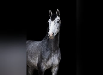 Holsteiner, Hongre, 4 Ans, 165 cm, Gris