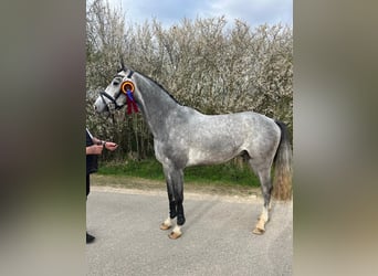 Holsteiner, Hongre, 4 Ans, 165 cm, Gris