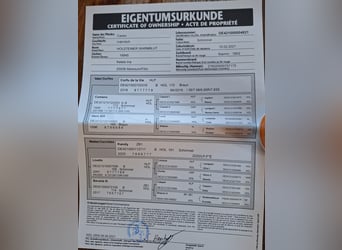Holsteiner, Hongre, 4 Ans, 165 cm, Gris