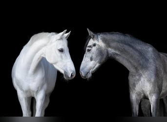 Holsteiner, Hongre, 4 Ans, 165 cm, Gris