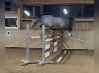 Holsteiner, Hongre, 4 Ans, 165 cm, Gris