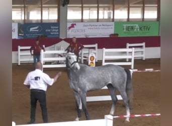 Holsteiner, Hongre, 4 Ans, 165 cm, Gris