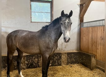 Holsteiner, Hongre, 4 Ans, 166 cm, Gris