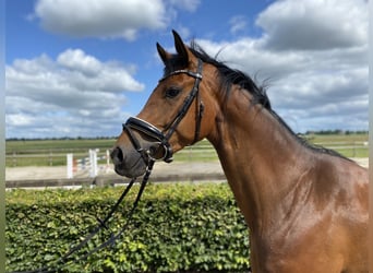 Holsteiner, Hongre, 4 Ans, 167 cm, Bai