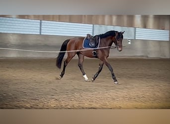 Holsteiner, Hongre, 4 Ans, 167 cm, Bai
