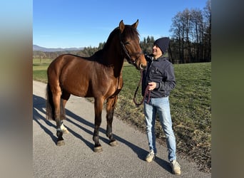 Holsteiner, Hongre, 4 Ans, 167 cm, Bai