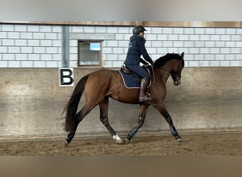Holsteiner, Hongre, 4 Ans, 167 cm, Bai