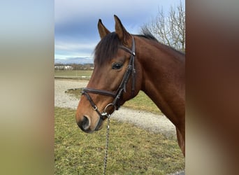 Holsteiner, Hongre, 4 Ans, 167 cm, Bai