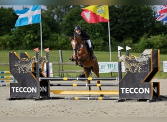 Holsteiner, Hongre, 4 Ans, 167 cm, Bai