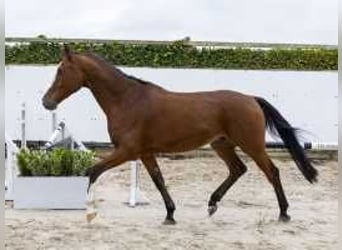 Holsteiner, Hongre, 4 Ans, 168 cm, Bai brun foncé