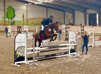 Holsteiner, Hongre, 4 Ans, 168 cm, Bai