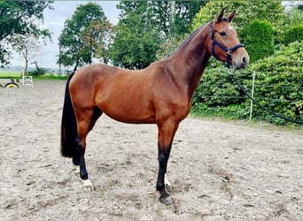 Holsteiner, Hongre, 4 Ans, 168 cm, Bai