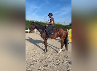 Holsteiner, Hongre, 4 Ans, 168 cm, Bai