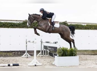 Holsteiner, Hongre, 4 Ans, 168 cm, Gris