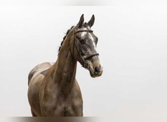 Holsteiner, Hongre, 4 Ans, 168 cm, Gris