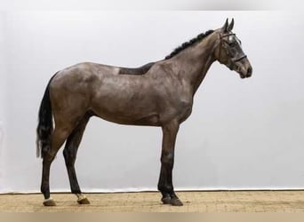 Holsteiner, Hongre, 4 Ans, 168 cm, Gris