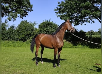 Holsteiner, Hongre, 4 Ans, 169 cm, Bai