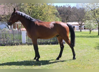Holsteiner, Hongre, 4 Ans, 169 cm, Bai