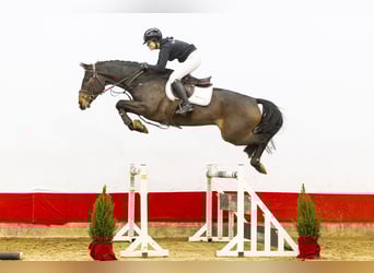 Holsteiner, Hongre, 4 Ans, 169 cm, Bai