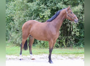 Holsteiner, Hongre, 4 Ans, 169 cm, Bai clair