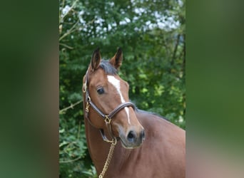 Holsteiner, Hongre, 4 Ans, 169 cm, Bai clair