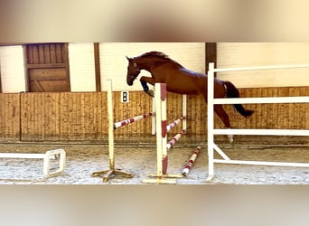 Holsteiner, Hongre, 4 Ans, 170 cm, Alezan