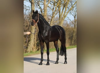 Holsteiner, Hongre, 4 Ans, 170 cm, Bai brun