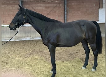 Holsteiner, Hongre, 4 Ans, 170 cm, Bai brun foncé